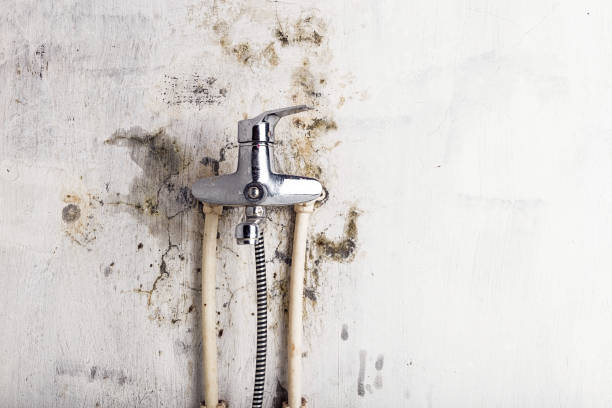 Certified Mold Removal in Fort Mitchell, KY