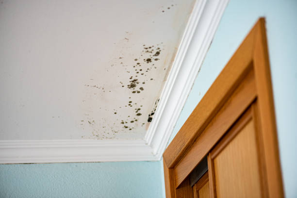 Best Attic Mold Removal  in Fort Mitchell, KY