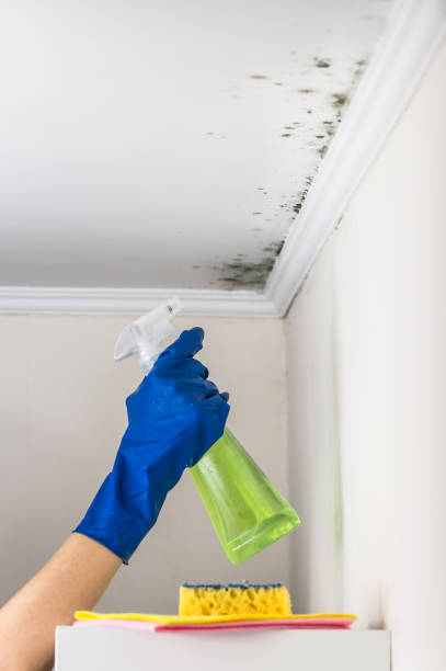 Best Mold Removal Company Near Me  in Fort Mitchell, KY